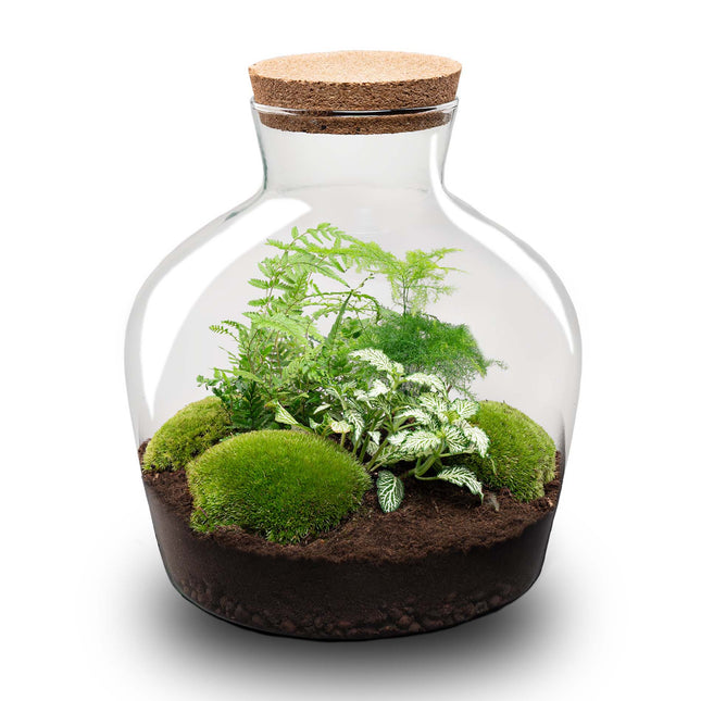 Terrarium Diy Kit - Fat Joe Green - Bottle Garden - ↑ 30 Cm