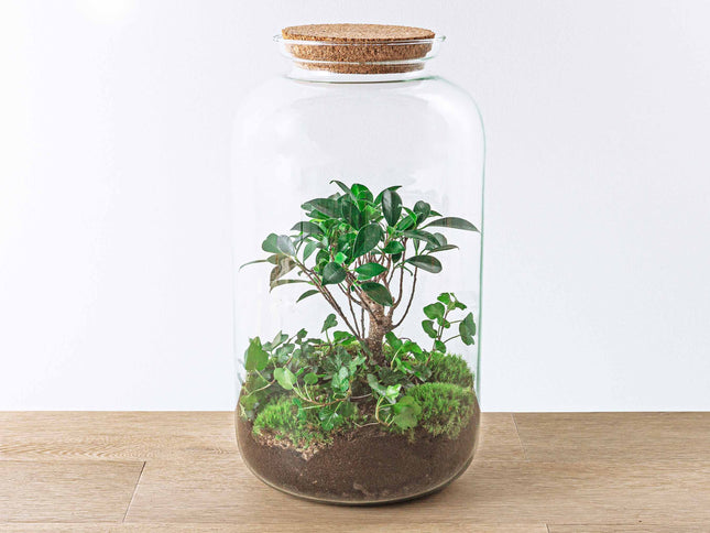 Terrarium Diy Kit - Sven Hedera Bonsai - Bottle Garden - ↑ 43 Cm