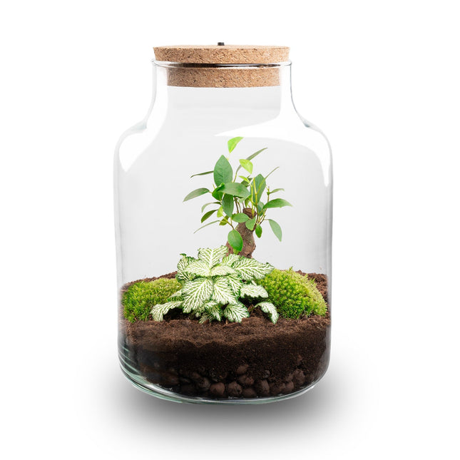 Terrarium Diy Kit - Little Milky + Led Light - ↑ 25 Cm