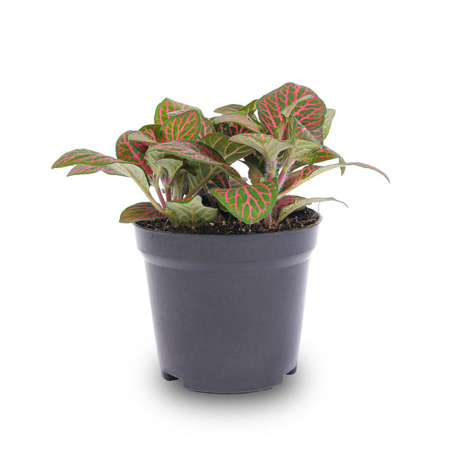Fittonia Red - Mosaic Plant